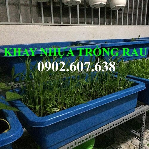 Khay nhựa trồng rau đa năng giá rẻ