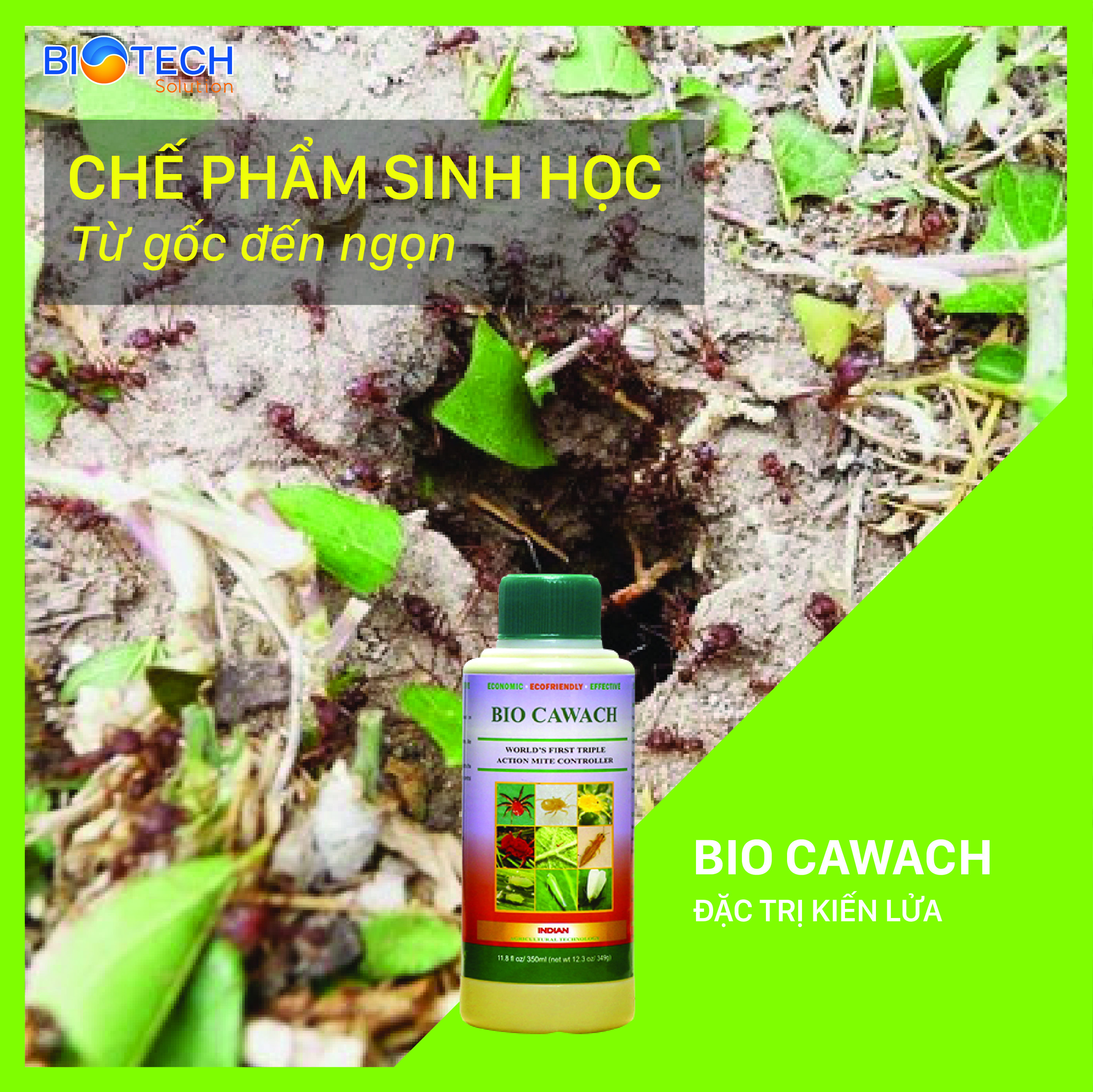 BIO CAWACH - Kiểm soát và trị kiến lửa gây hại cây trồng