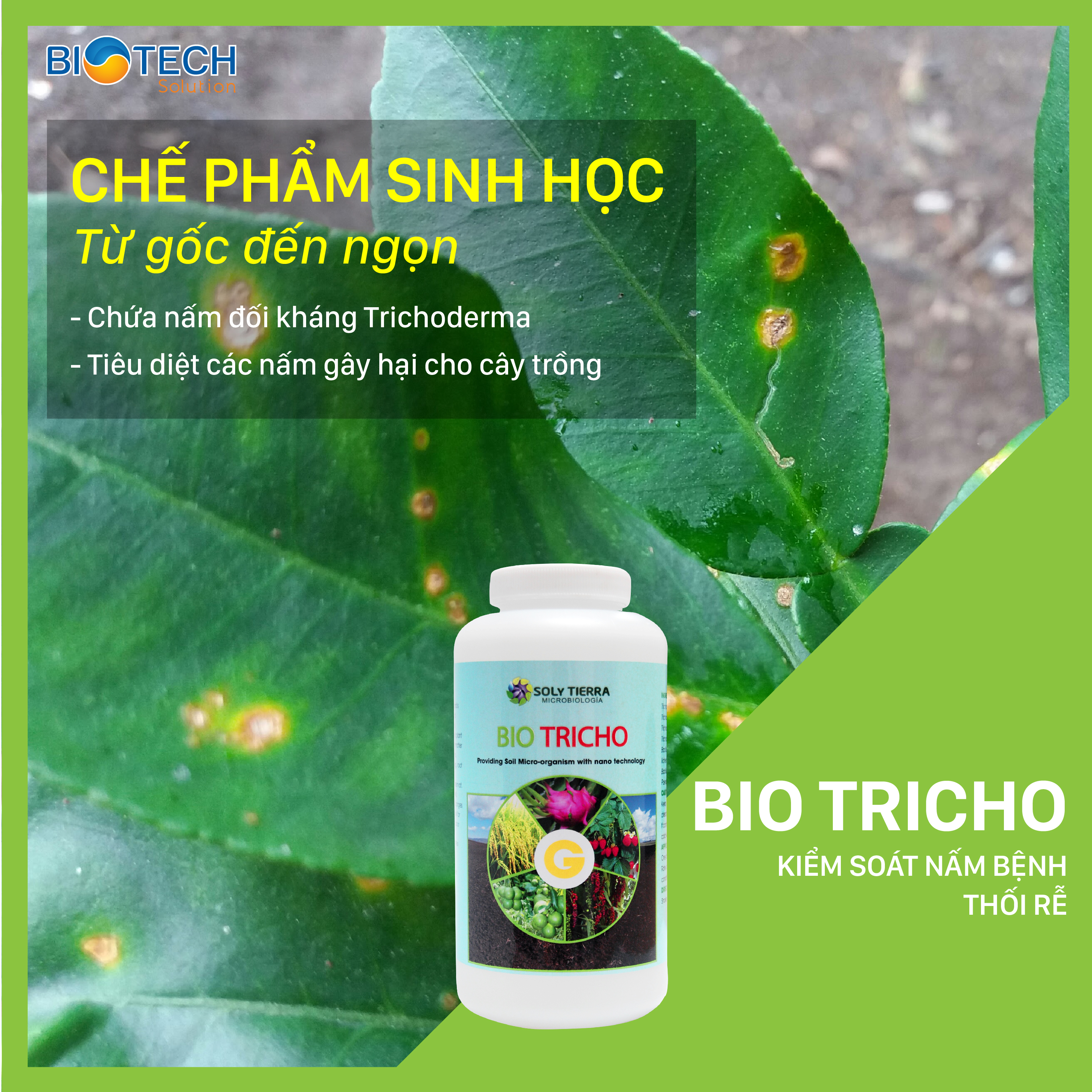 BIO TRICHO - Phòng trừ nấm tấn công gây thối bộ rễ, giúp rễ phát triển khỏe, kích thích mầm, chồi sớm mọc ra khi bị gãy đổ