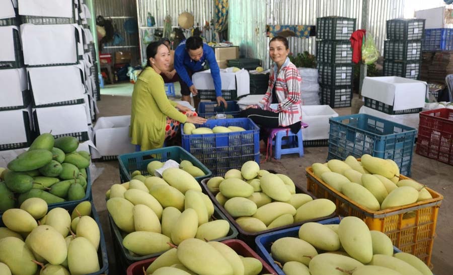 Bảo quản trái xoài băng kho lạnh bảo quản trái cây