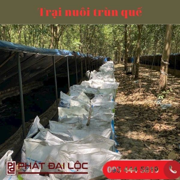 Bán phân trùn quế giảm ẩm giá rẻ