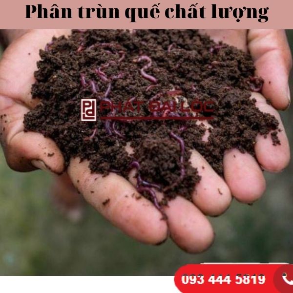 Phân trùn quế là gì? Cách sử dụng và tác dụng