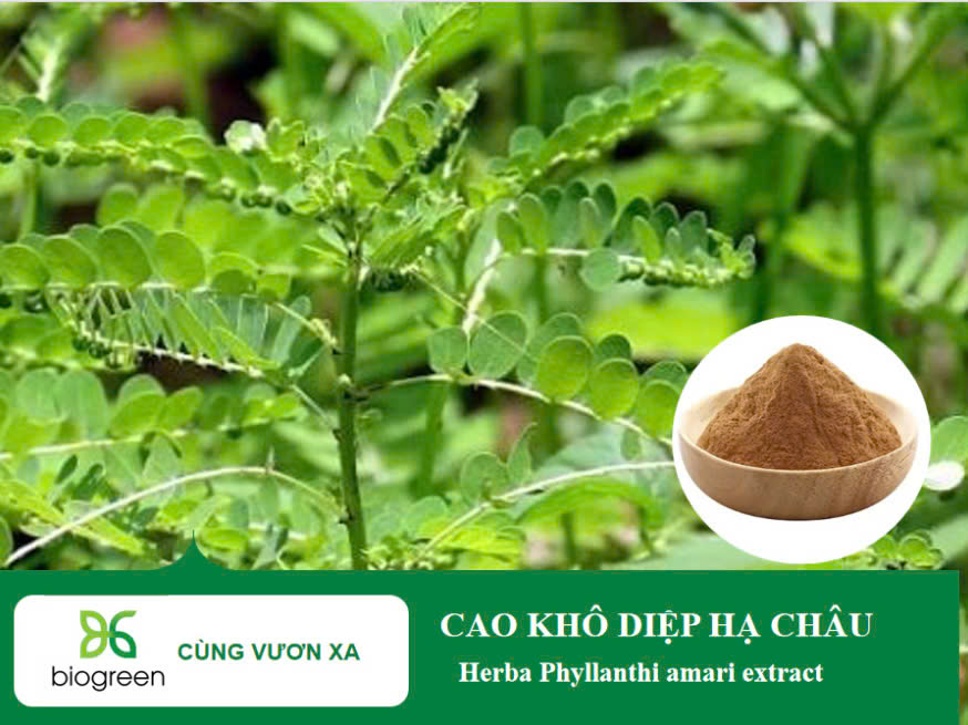 Bán nguyên liệu cao diệp hạ châu định lượng phyllanthin chất lượng cao