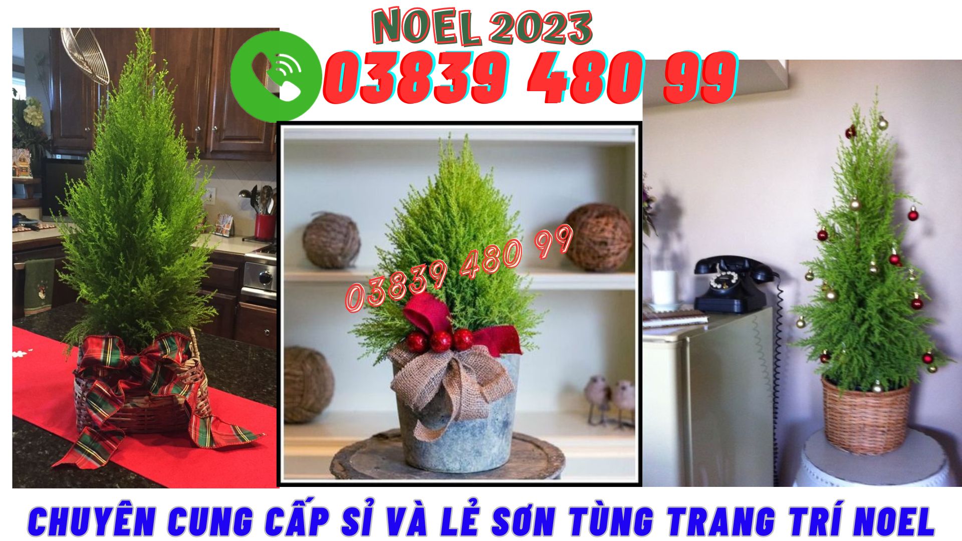 Cây sơn tùng trang trí lễ noel