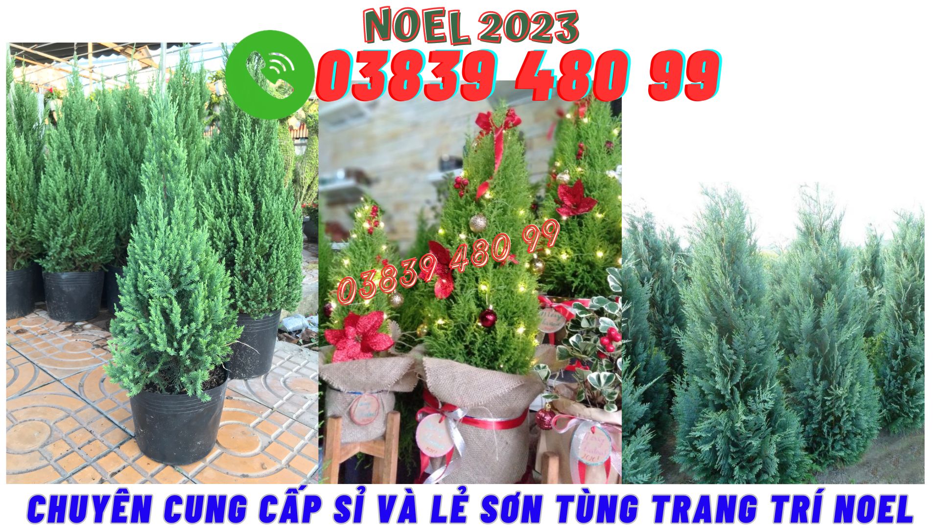 Cây Sơn Tùng Trang trí Noel 2023