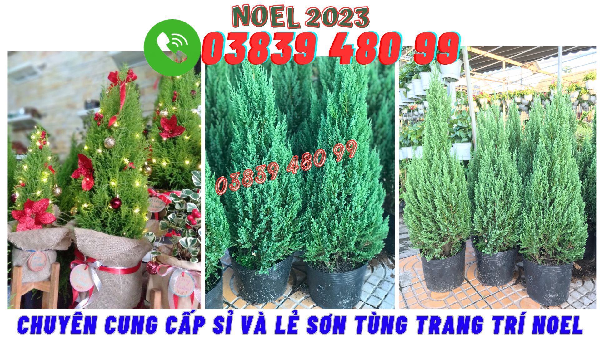 Sơn tùng Noel