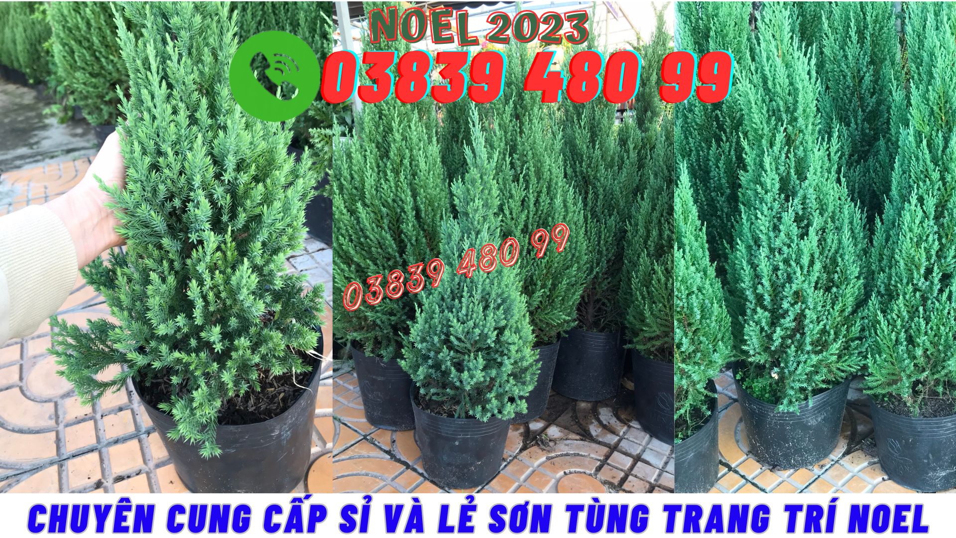 Sơn tùng trang trí lễ Noel giá sỉ