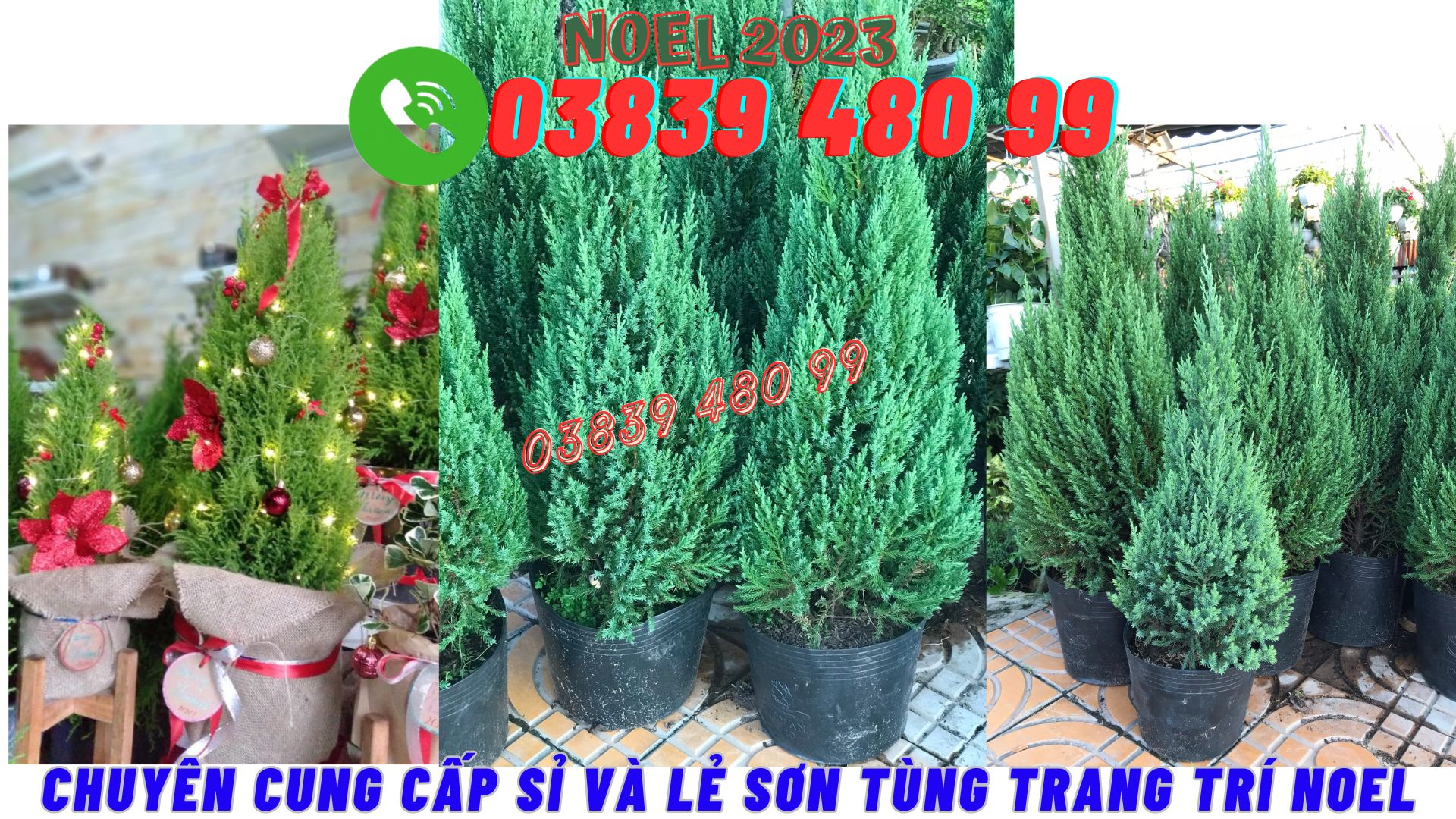 Sơn Tùng Trang Trí Noel