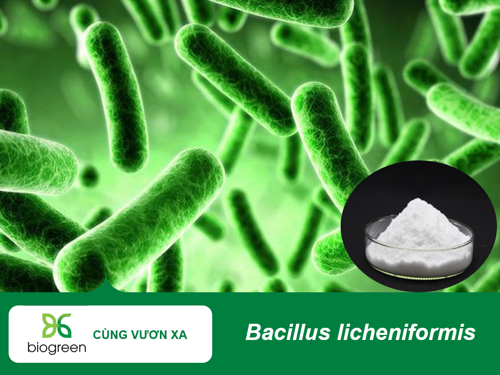 Bacillus licheniformis