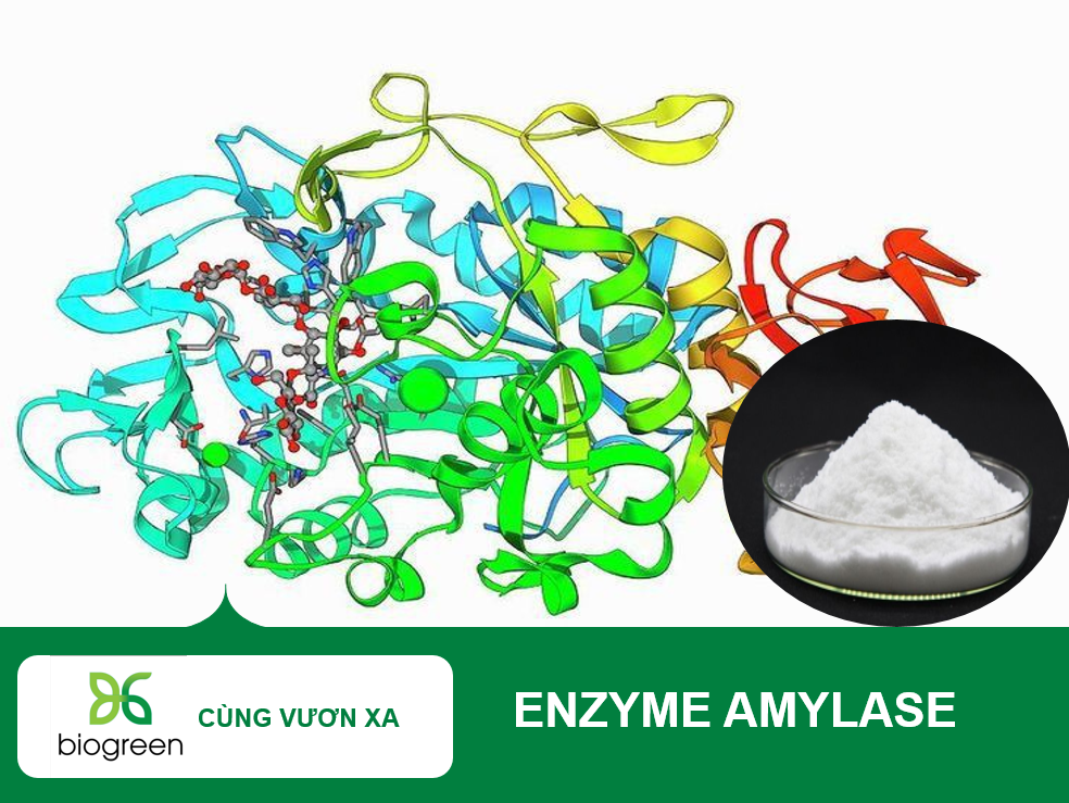 Enzyme Amylase