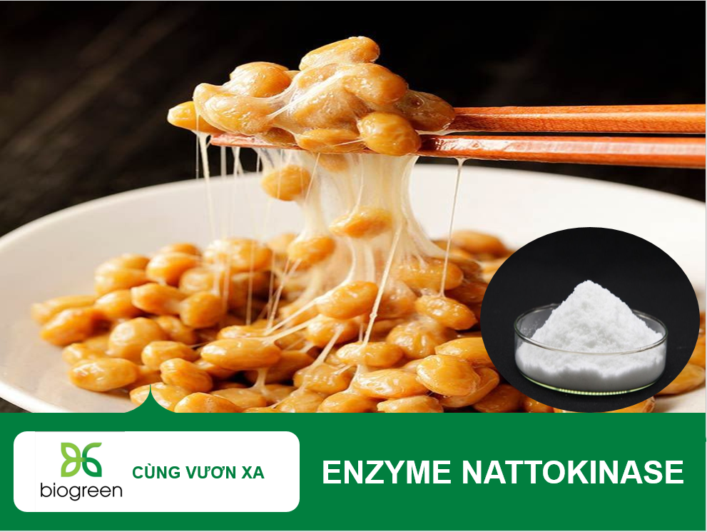 Enzyme Nattokinase