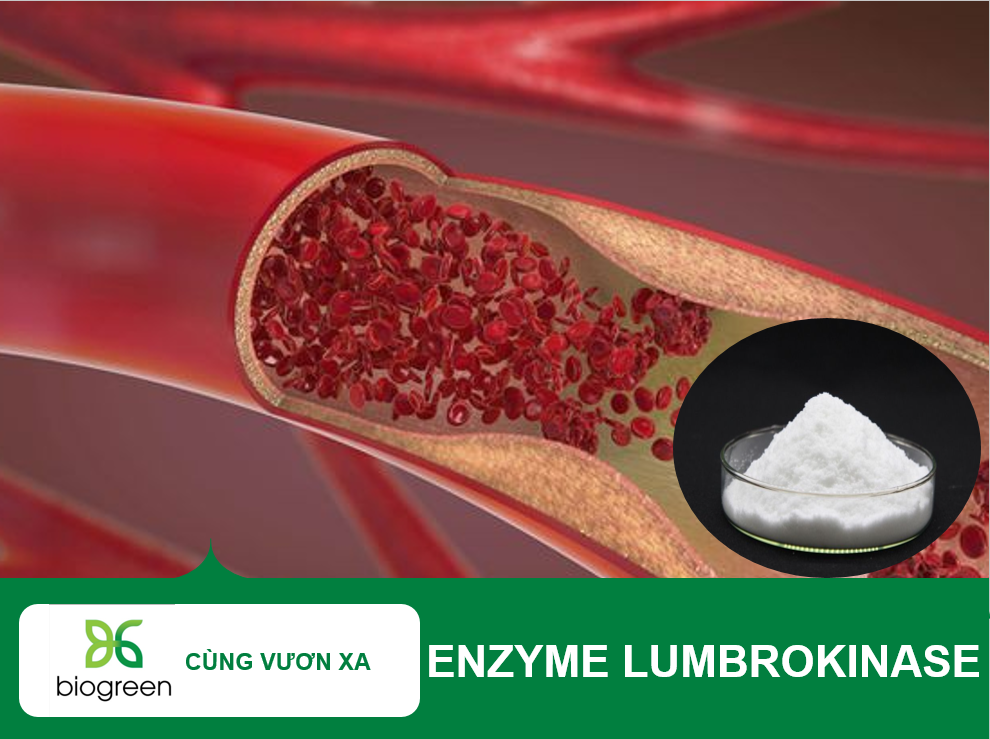 Lumbrokinase