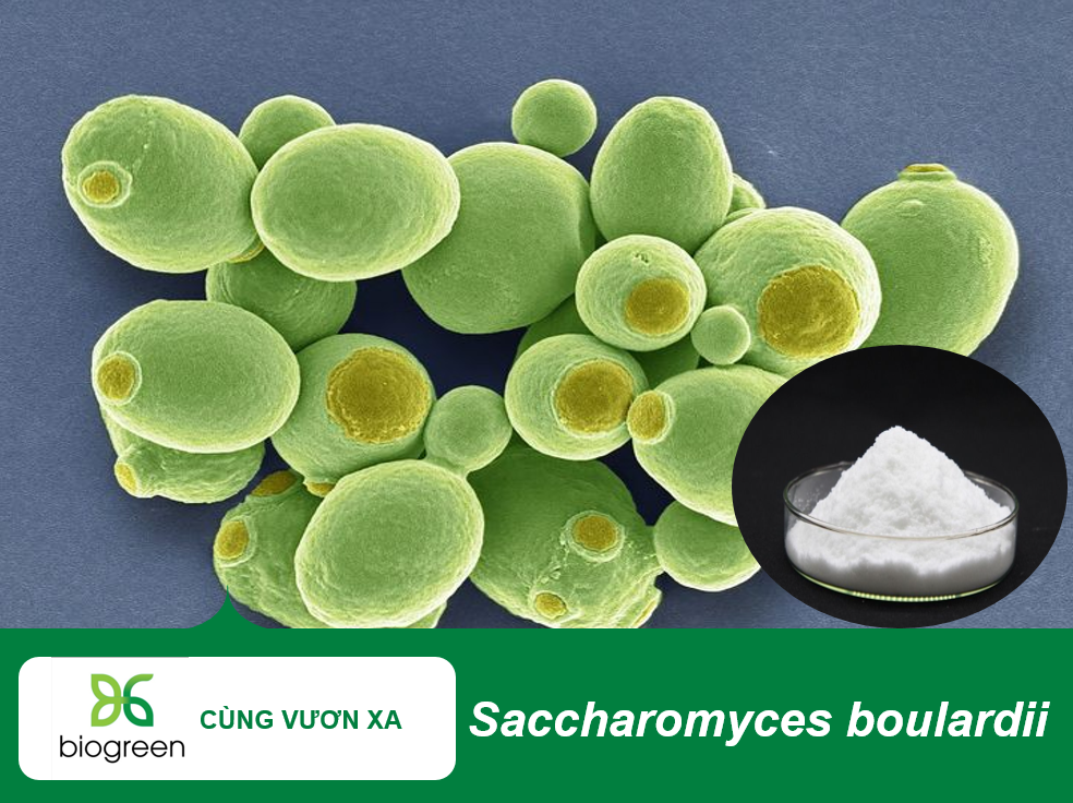 Men Vi Sinh Saccharomyces boulardii: Giải Pháp Tối Ưu Cho Hệ Tiêu Hóa