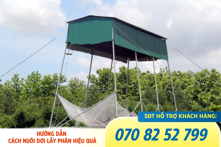 Cách thu hút dơi hiệu quả nhất với máy gọi dơi