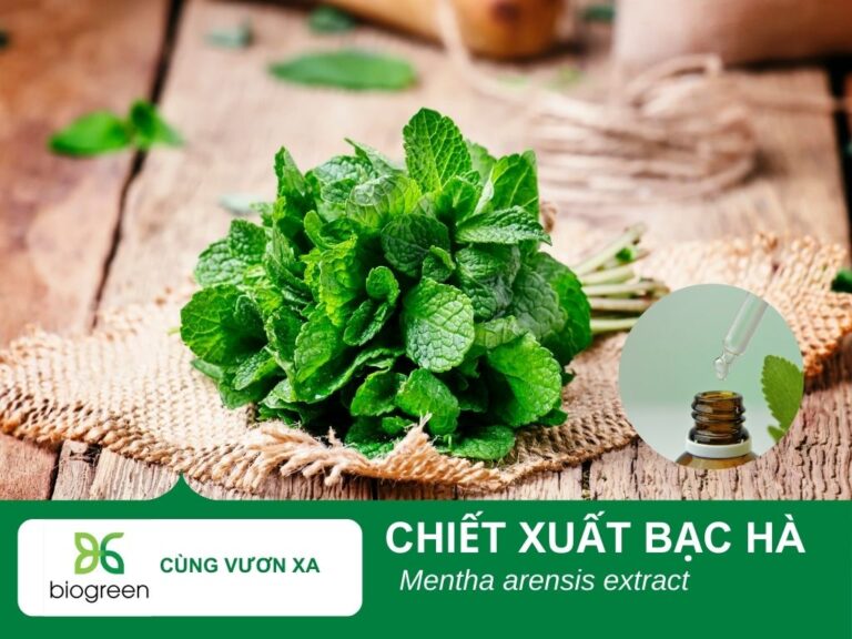 Chiết Xuất Bạc Hà – Bí Quyết Cho Làn Da Và Mái Tóc Khỏe Đẹp