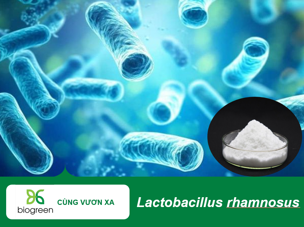 Lactobacillus rhamnosus giảm viêm và các triệu chứng của bệnh viêm ruột