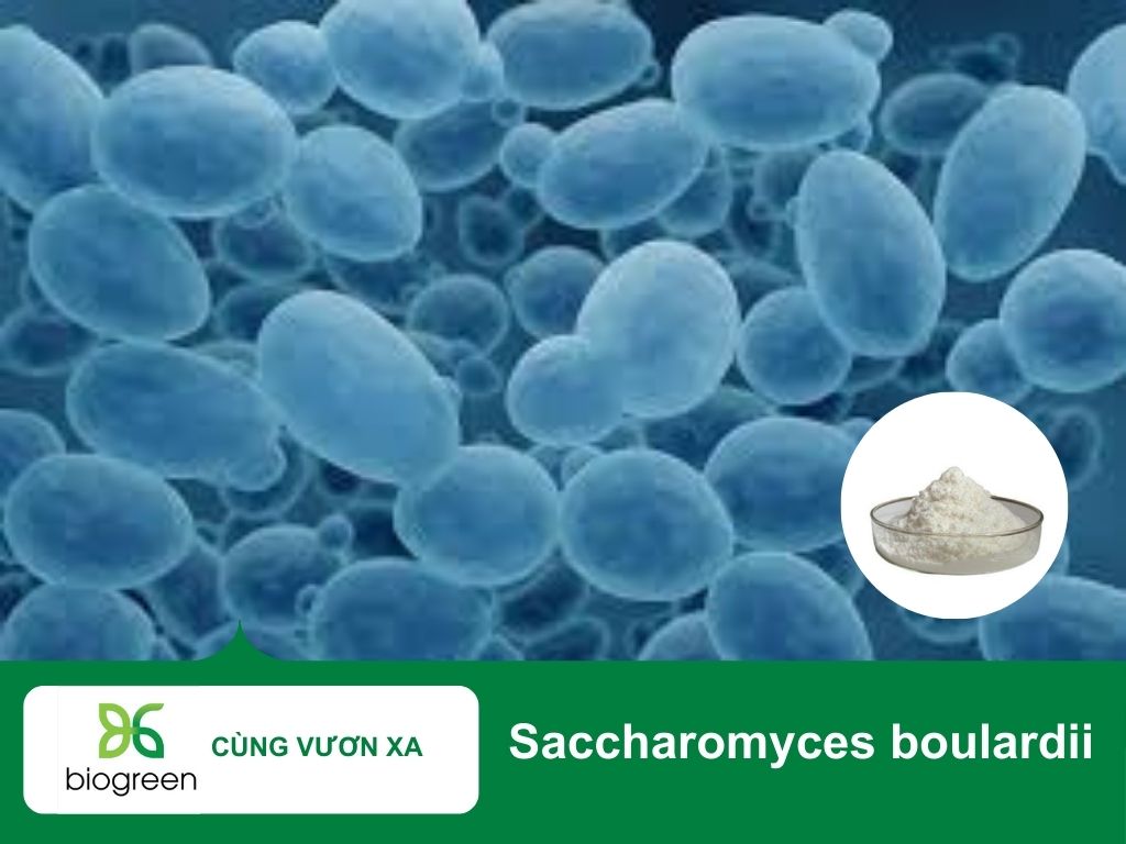 Saccharomyces boulardii hỗ trợ giảm tiêu chảy do dùng kháng sinh