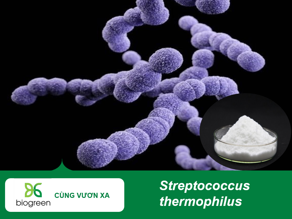 Streptococcus thermophilus Hỗ trợ tiêu hóa, cân bằng hệ vi sinh đường ruột