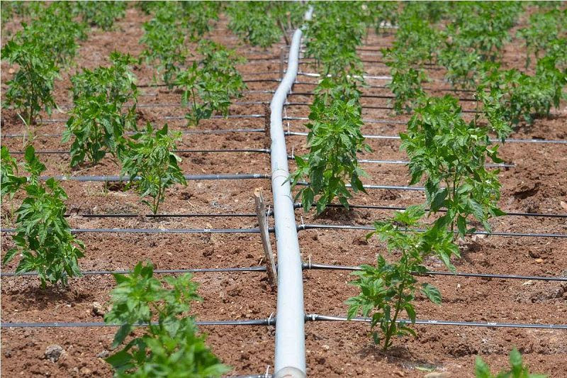 Giải pháp tưới rau nào hiệu quả nhất