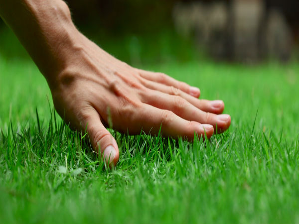 Thảm cỏ nhân tạo hay thảm cỏ xanh thiên nhiên