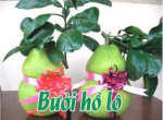 Bưởi hồ lô ,bưởi TÀI, bưởi LỘC,