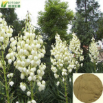 Yucca nguyên liệu (Bột, Nước) dùng trong Nuôi trồng thủy sản