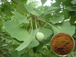 Bán Ginkgo Biloba